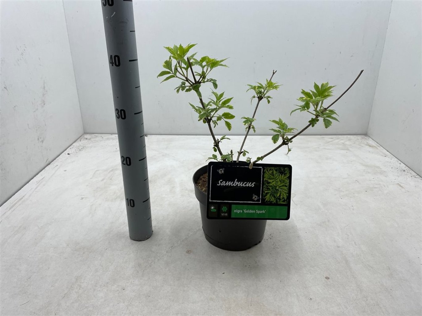 Sambucus nigra 'Gold Spark' - C3